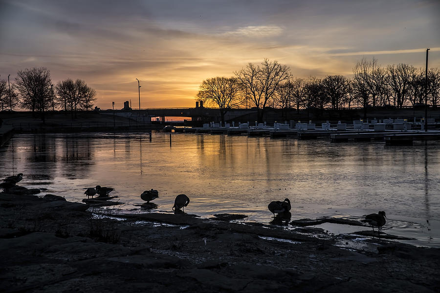 Ducks bathing at sunrise  Photograph by Sven Brogren