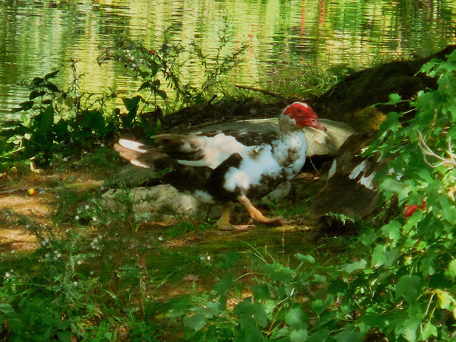 Ducks by the pond 3 Painting by Jeelan Clark