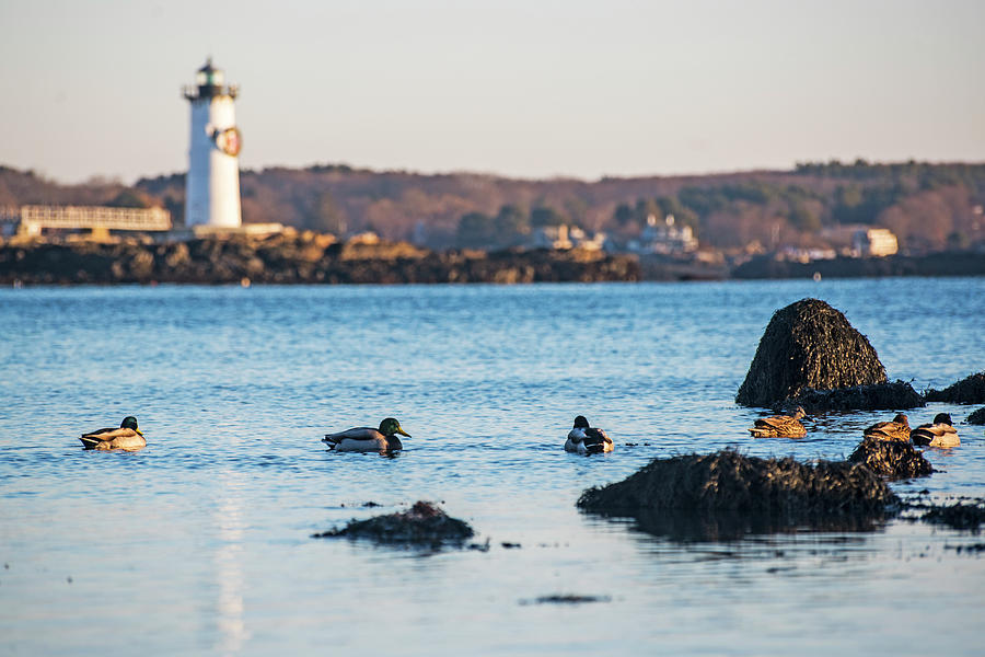 Ducks Congregating near the Portsmouth Lighthouse Portsmouth NH New Hampshire Rocks Photograph by Toby McGuire