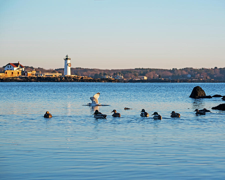 Ducks Congregating near the Portsmouth Lighthouse Portsmouth NH New Hampshire Photograph by Toby McGuire