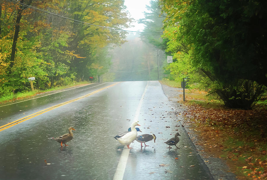 Ducks Crossing in the Rain Photograph by Terry DeLuco