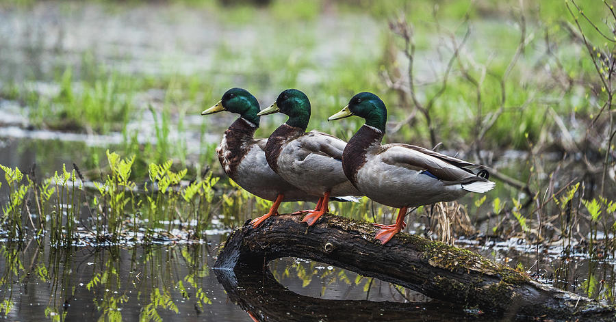 Ducks Photograph by Dave Niedbala