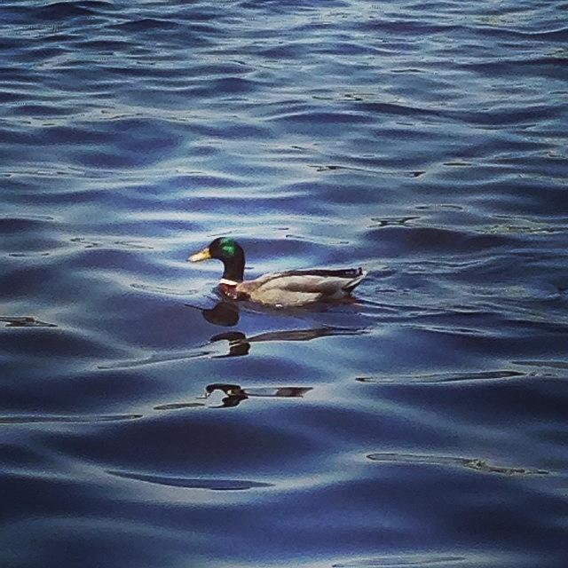 Nature Photograph - #ducks #ducksunlimited #lake by Crystal Hammond