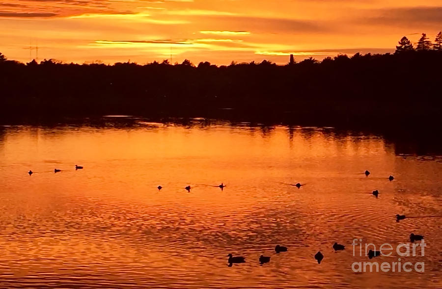 Ducks Enjoying a Sunset Swim Photograph by Beth Myer Photography