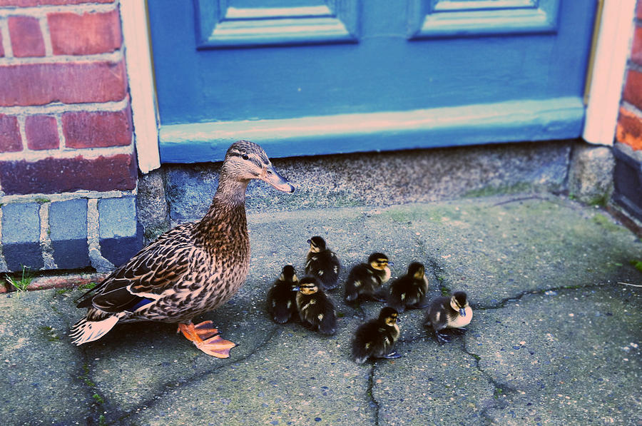 Ducks Family Photograph by Fabio Gibelli Photography | Fine Art America