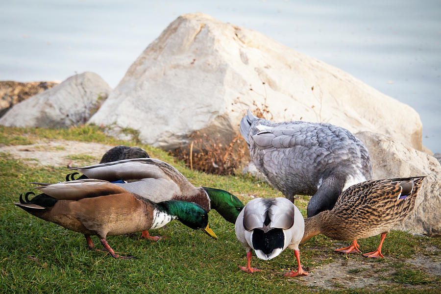 Ducks Feeding Photograph by K Bradley Washburn