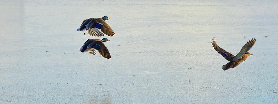 Ducks Flying At The Marina Three  Digital Art by Lyle Crump