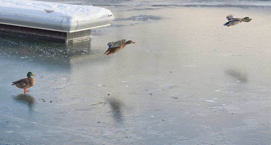 Ducks Flying Over Ice  Digital Art by Lyle Crump