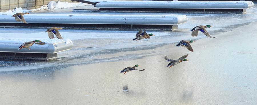 Ducks Flying Through The Frozen Marina  Digital Art by Lyle Crump
