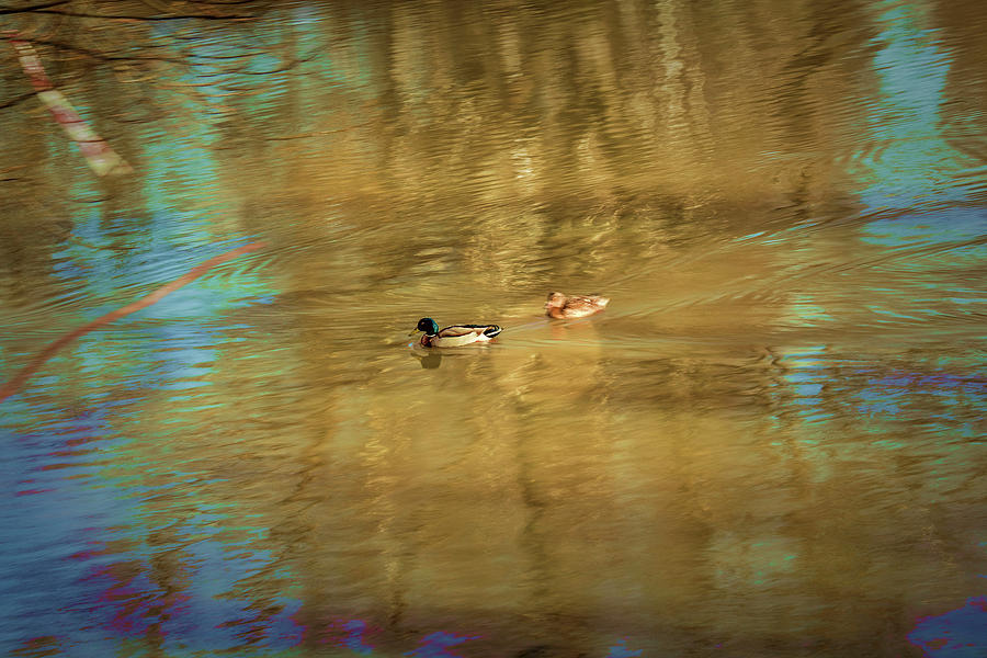 Bird Photograph - Ducks #g1 by Leif Sohlman