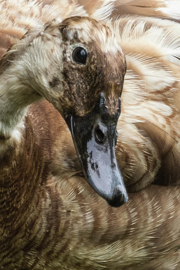 Ducks Head Photograph by John Benedict
