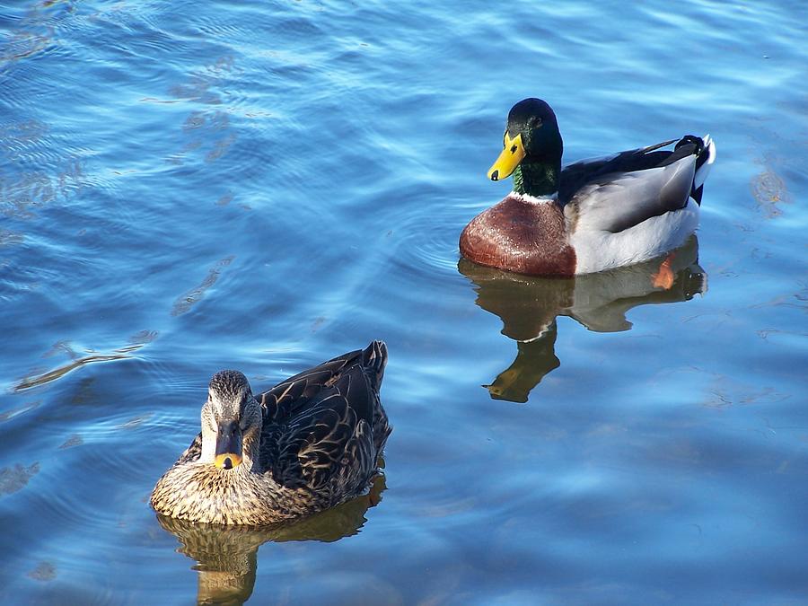 Ducks in a River Photograph by Adam LeCroy - Fine Art America