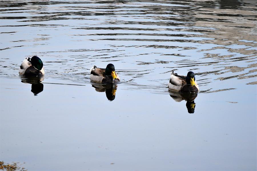 Ducks in a Row Photograph by Charles HALL