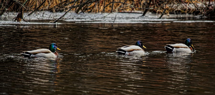 Ducks In A Row Photograph by Dale Kauzlaric