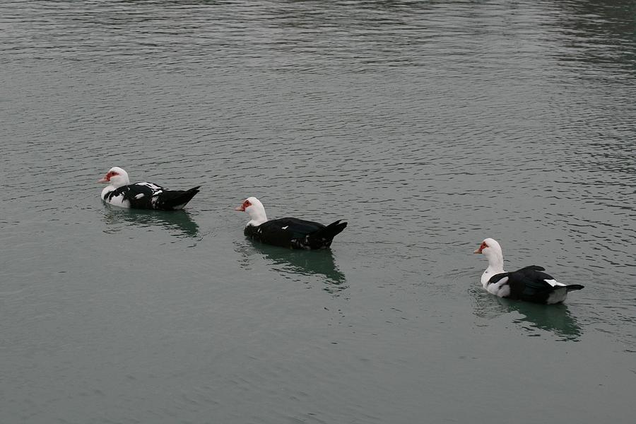 Bird Photograph - Ducks in a Row by David Wahome