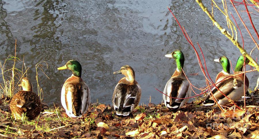 Ducks In A Row Photograph by Kim Tran