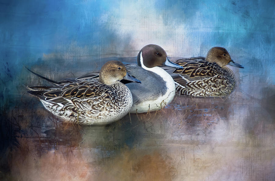 Ducks In a Row Photograph by Marilyn Wilson