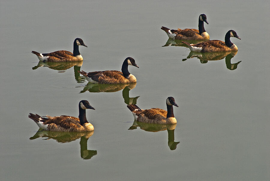 Ducks in a row Photograph by Paul W Faust -  Impressions of Light