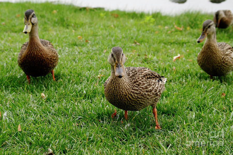  Ducks in a Row Photograph by Rebecca Langen