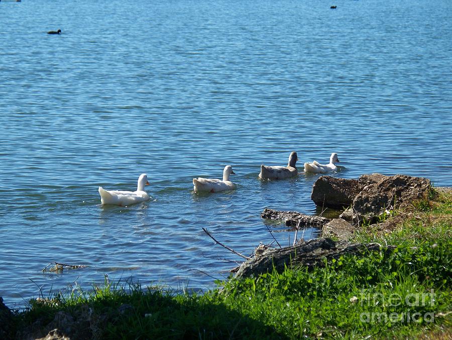 Ducks In A Row Photograph by Seaux-N-Seau Soileau