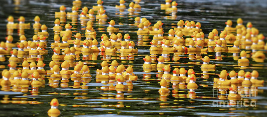 Ducks in a Row Photograph by Traci Cottingham