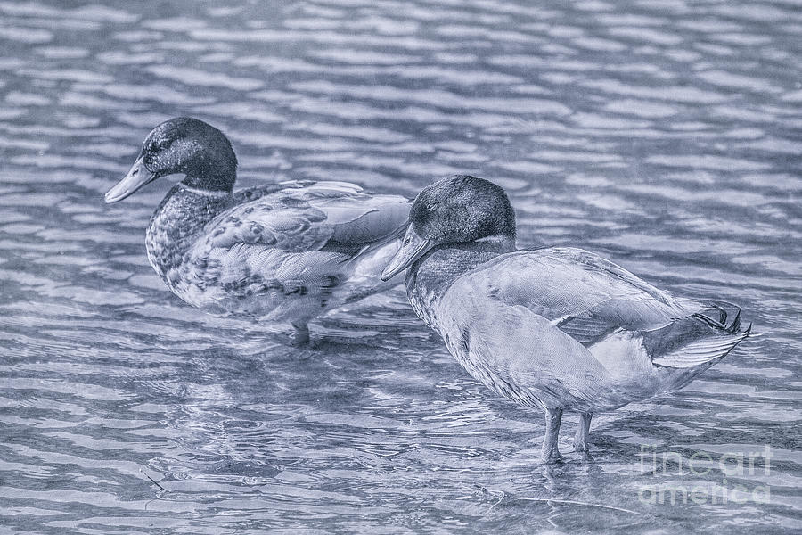 Ducks in Blue Digital Art by Randy Steele