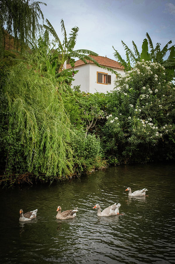 Ducks in Creek Photograph by Carlos Caetano