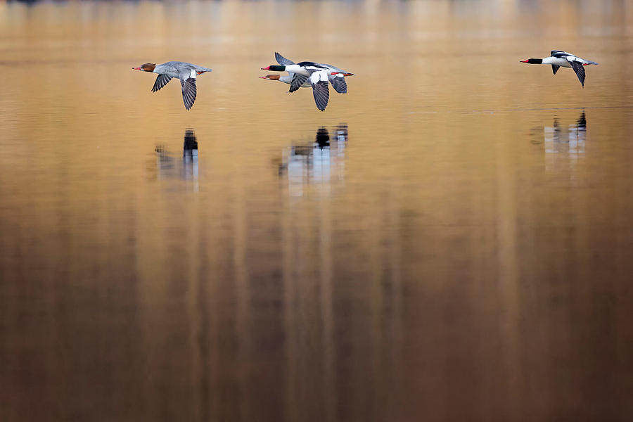 Duck Photograph - Ducks In Flight by Bill Wakeley