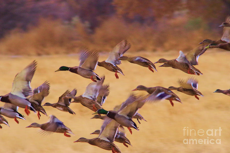 Ducks in flight  Photograph by Jeff Swan