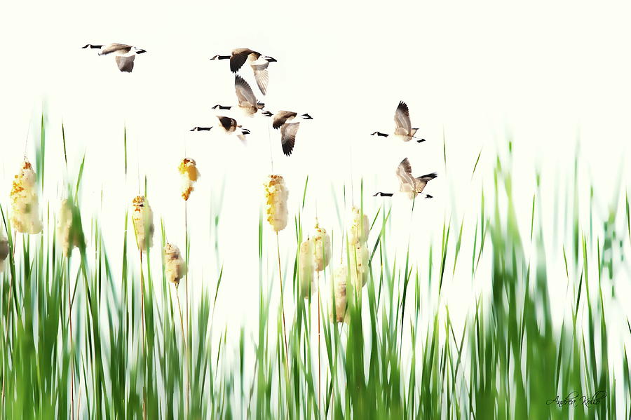 Ducks in Flight - Migration  Photograph by Andrea Kollo