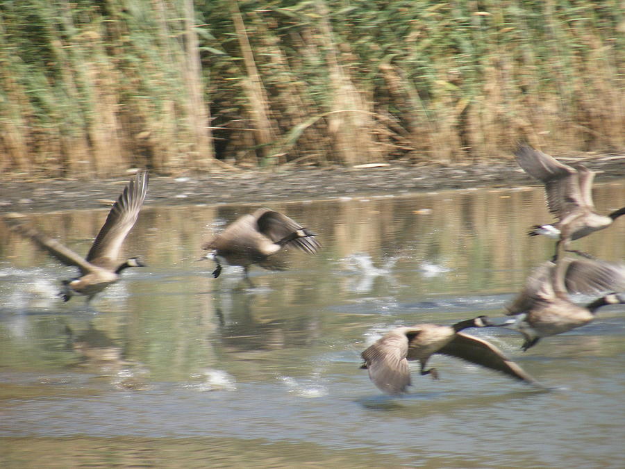 Ducks in Flight Over Water Photograph by Nicholas Small