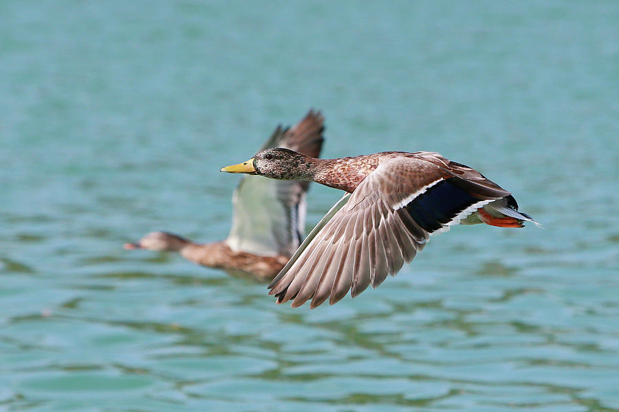 Ducks In Flight Photograph by Shoal Hollingsworth | Fine Art America