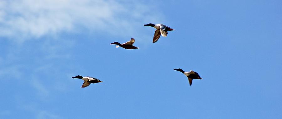 Ducks in Flight Spring Photograph by Brian Sereda