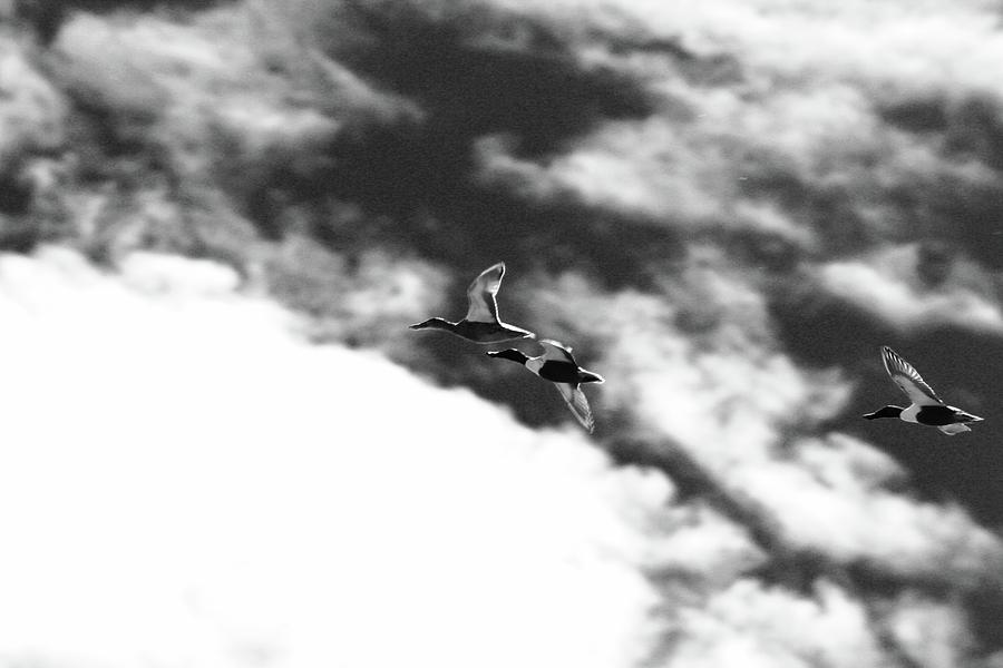 Ducks In Flightt Photograph by Brian Sereda
