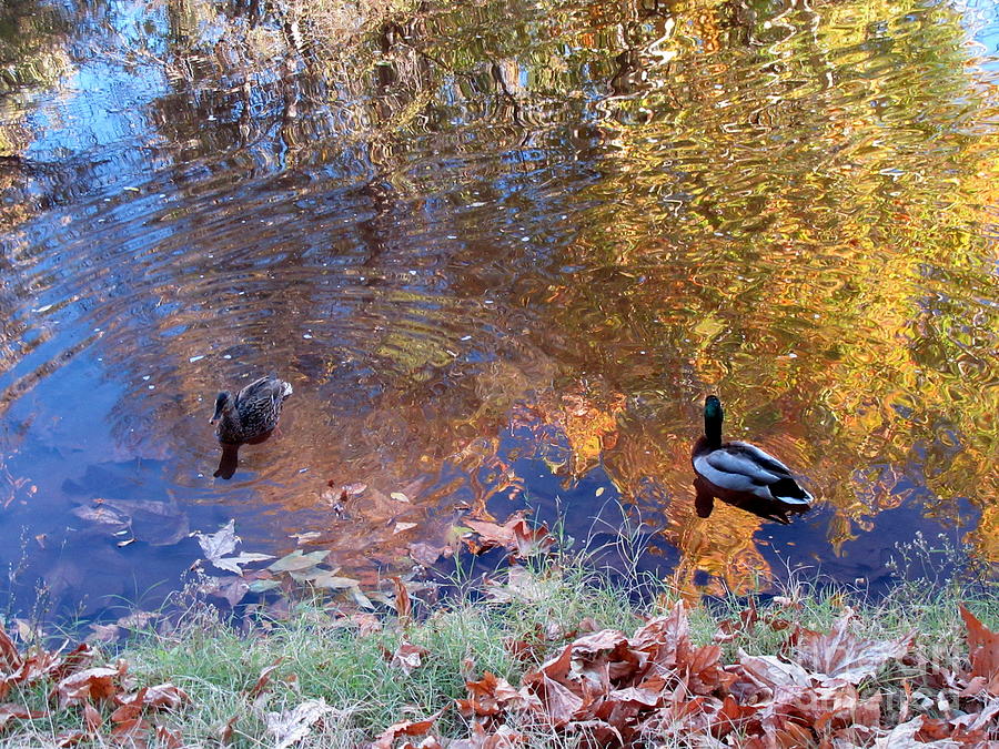 Ducks in Oak Creek Autumn Reflections Photograph by Mars Besso