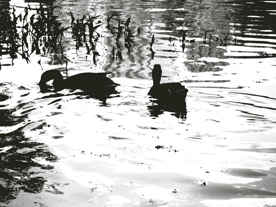 Duck Photograph - Ducks In Piedmont Park by Cat Rondeau