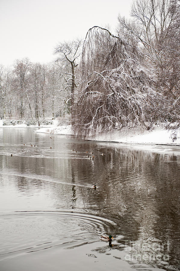 Animal Photograph - Ducks in pond in winter by Arletta Cwalina