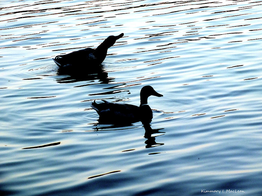 Ducks in the Evening Photograph by Kimmary MacLean