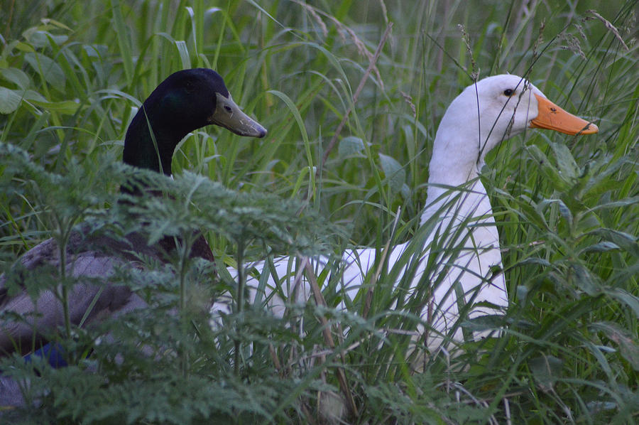 Ducks In The Grass Photograph by Belinda Stucki | Fine Art America