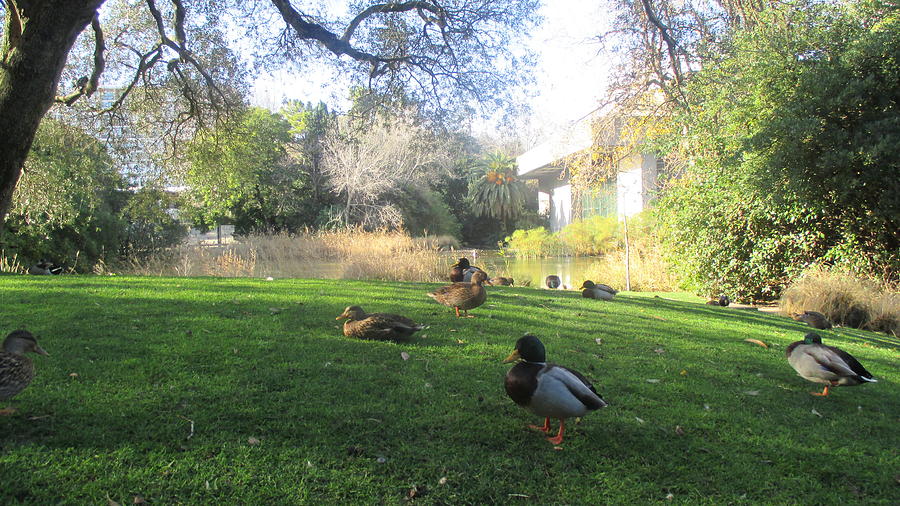 Spring Photograph - Ducks in the Gulbenkian Foundation Park in Lisbon by Anamarija Marinovic