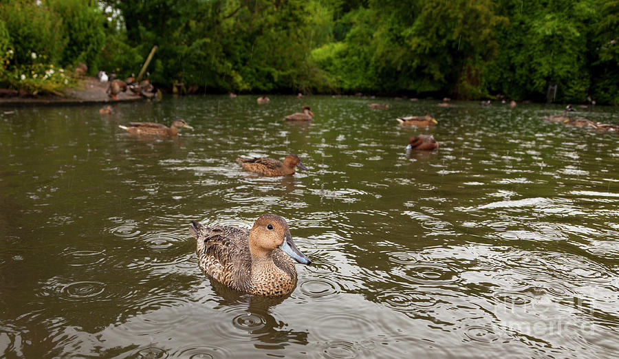 Ducks in the Rain Photograph by Jim Orr