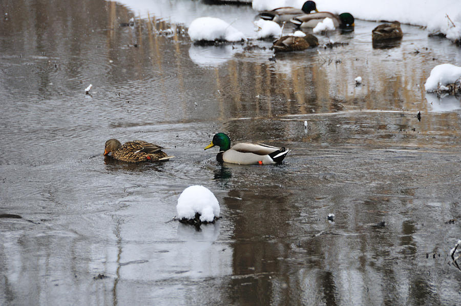 Ducks in Winter Photograph by David Arment Fine Art America