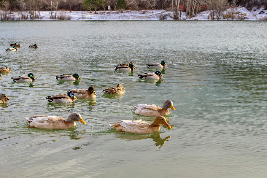 Ducks in Winter Photograph by K Bradley Washburn