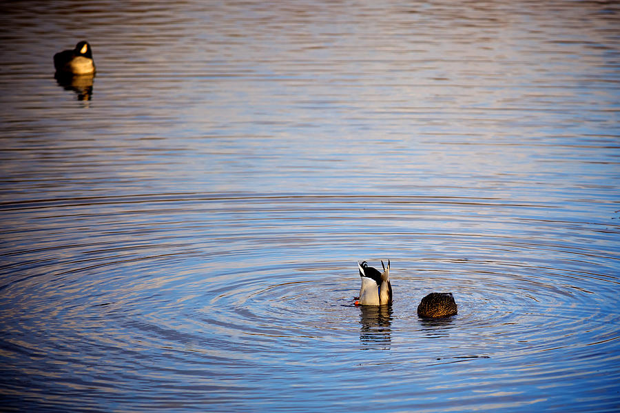 Duck Photograph - Ducks by John Daly