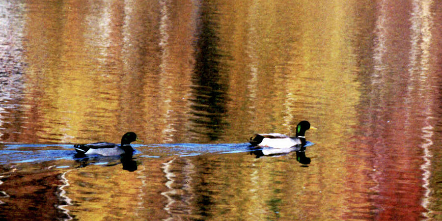 Lake Lure Ducks Photograph by Jerry Griffin