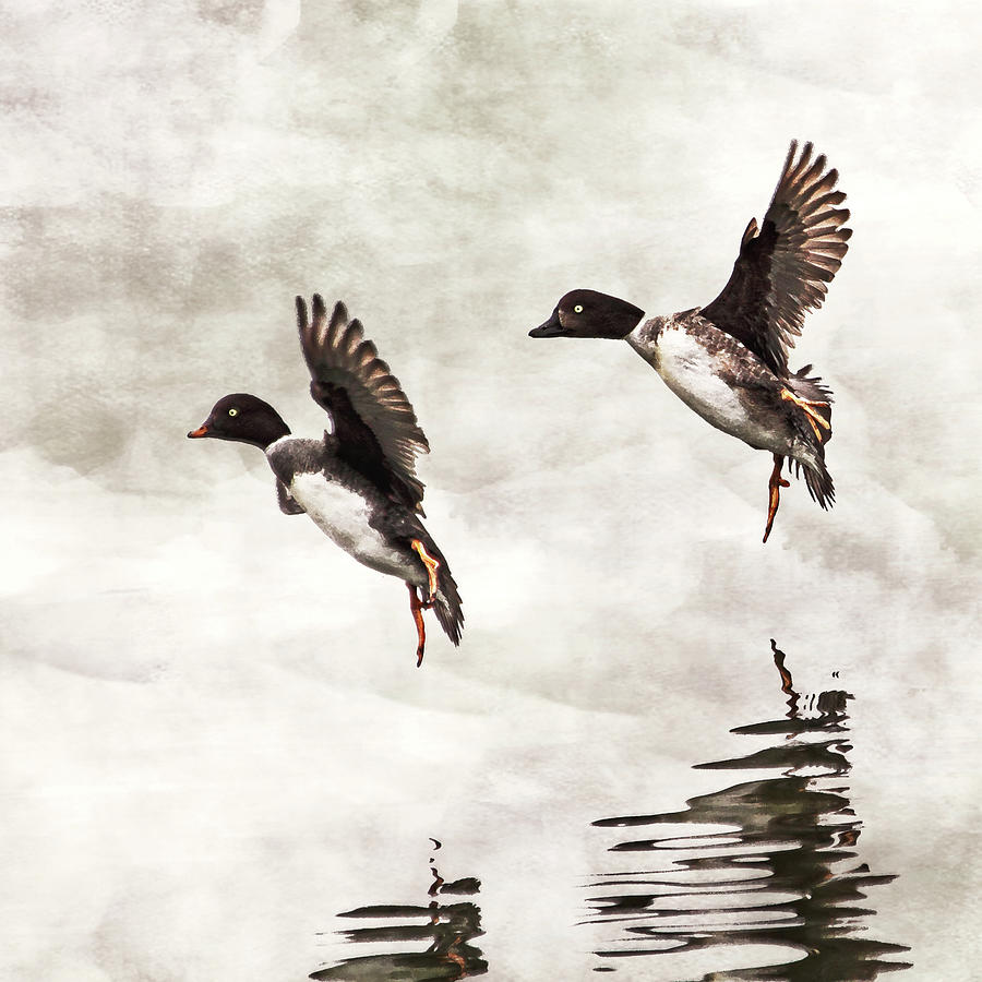 Wildlife Photograph - Ducks Landing on the Lake by Peggy Collins