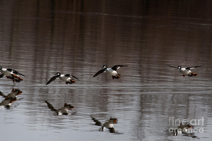 Ducks Landing On Water Photograph