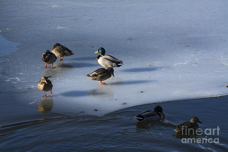 Birds Photograph - Ducks Mallard On Afrozen Lake by Bernard Jaubert Birds Photograph - Ducks Mallard On Afrozen Lake by Bernard Jaubert