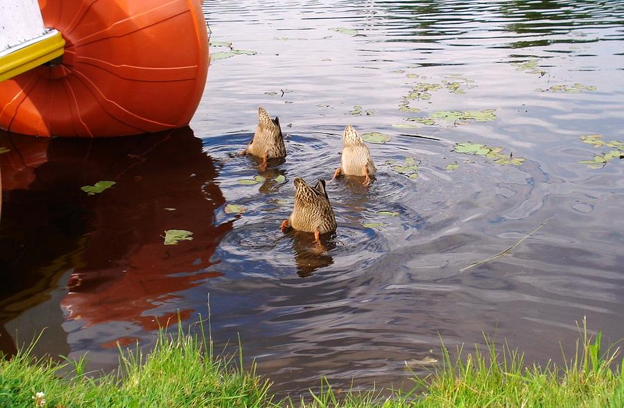 Ducks Mooning Photograph by Rita Tortorelli