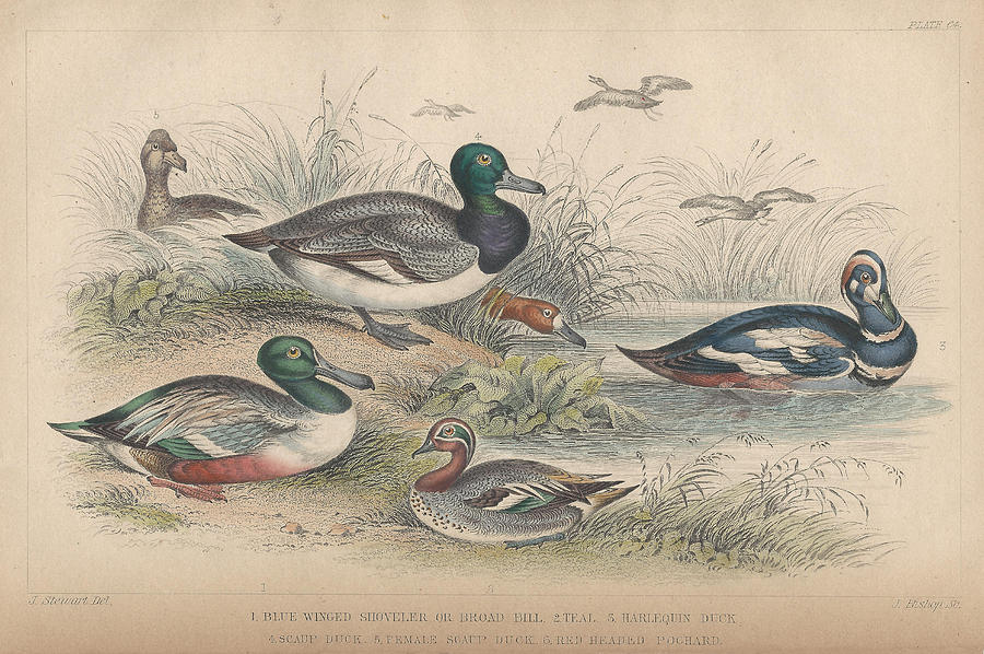 John James Audubon Drawing - Ducks by Dreyer Wildlife Print Collections 